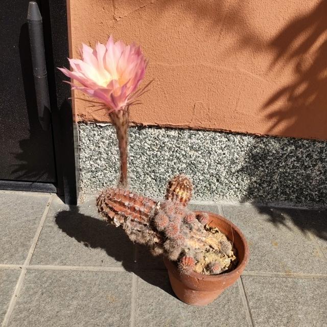 けなげなサボテン