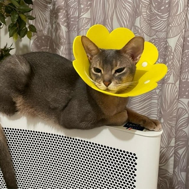 猫たちに人気のヒーター、ぼくちんの使い方が独特