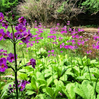 高野山に九輪草を見に行くプチトリップ３