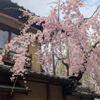 京都の桜