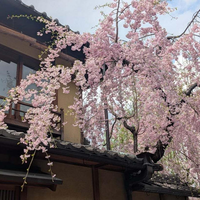 京都の桜