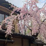 京都の桜
