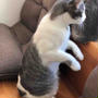 猫の二足立ち！！我が家に来て4ヶ月