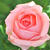 区役所の薔薇