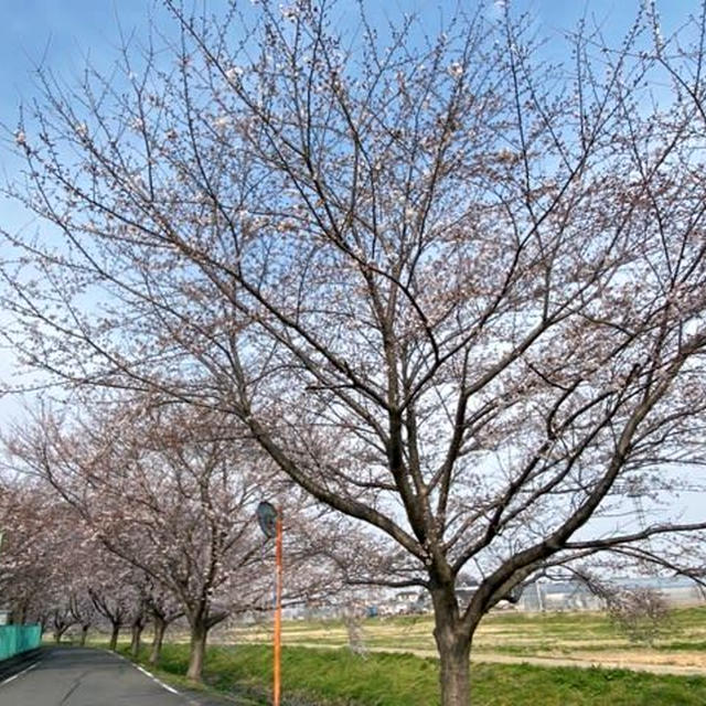 03/26 早朝お花見〜コメダ・モーニングデート
