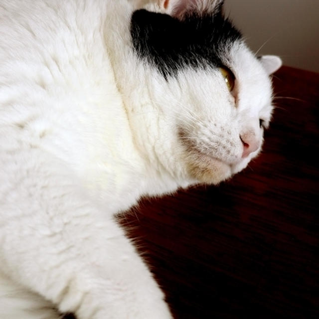 こんにゃだったりあんにゃだったり・・にゃ♪