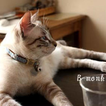 激安の猫カフェじゃん！