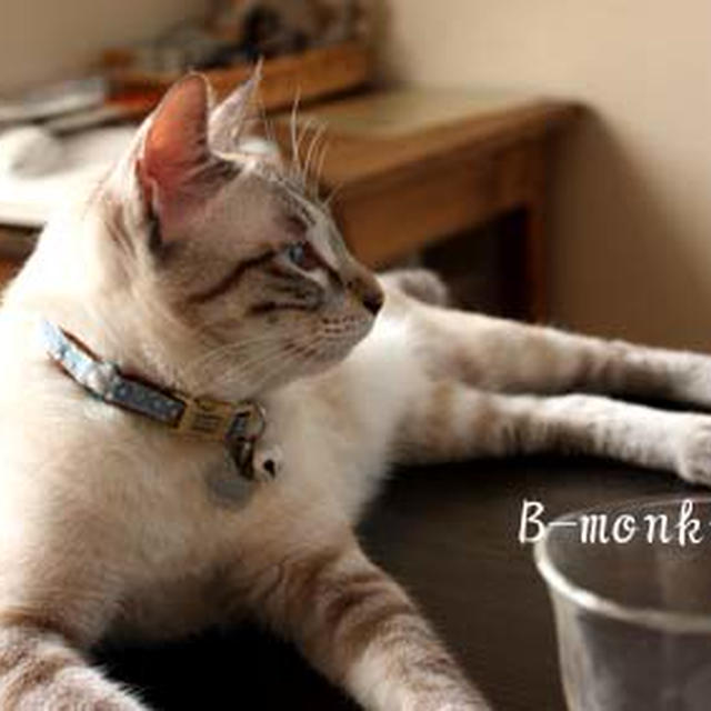 激安の猫カフェじゃん！