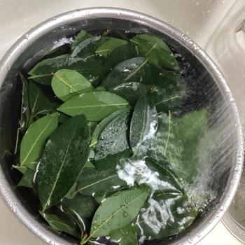 月桂樹の枝を切り、葉っぱは洗って乾かす