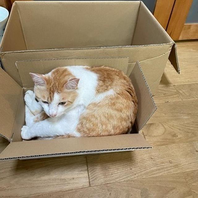 我が家のヨシオ