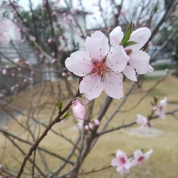 桃の花が咲き出した
