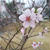 桃の花が咲き出した