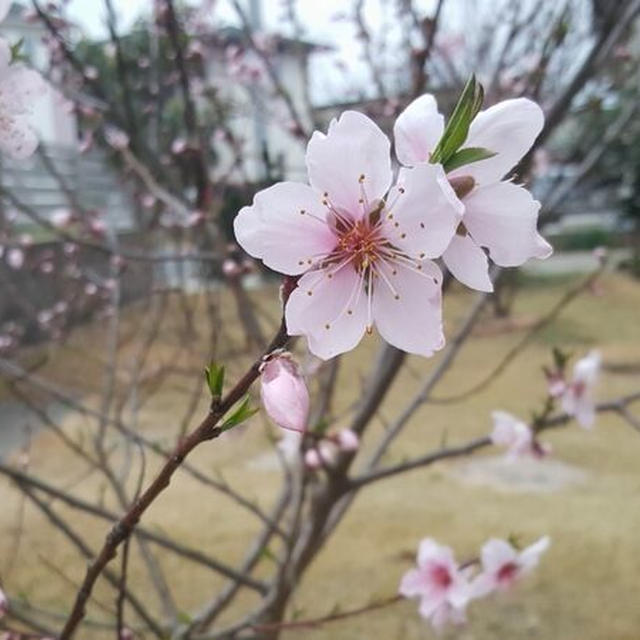 桃の花が咲き出した