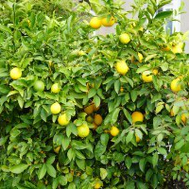 Meyer Lemon（マイヤーレモン）