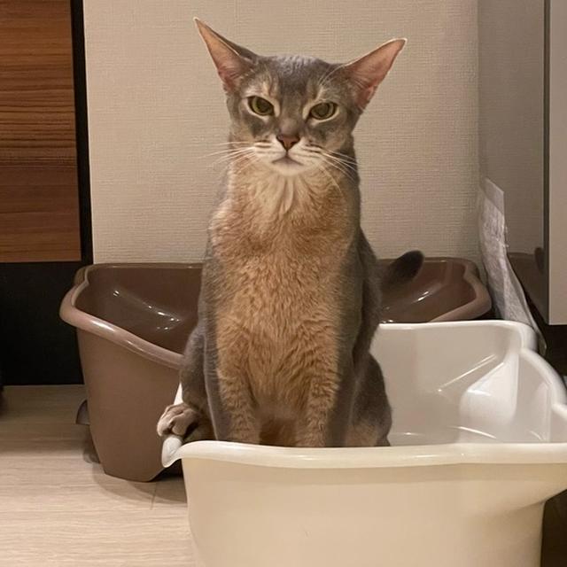 こんな姿もかわいいなんて…猫っていったい(*´ω`*)
