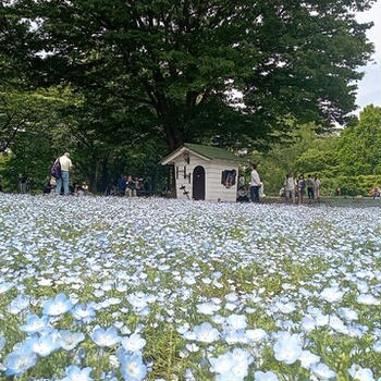 ゴリ散歩（昭和天皇記念館～昭和記念公園）。