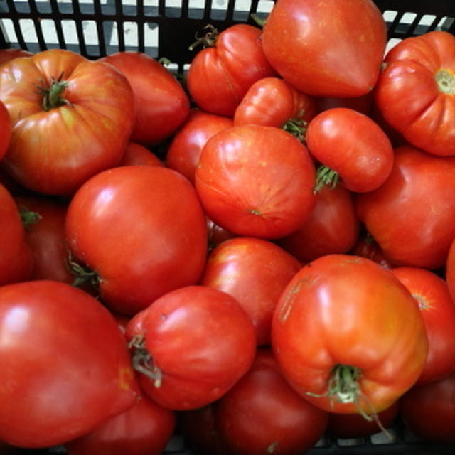 畑の野菜でカポナータ