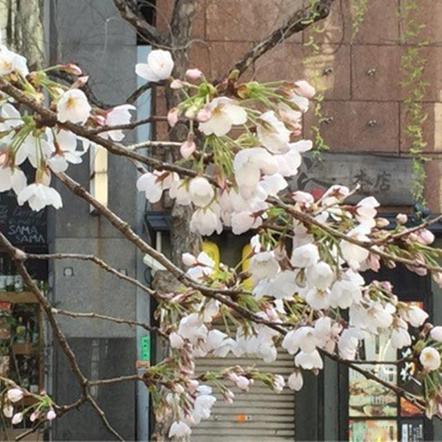 京都の桜 開花情報♪そろそろ咲いてきました