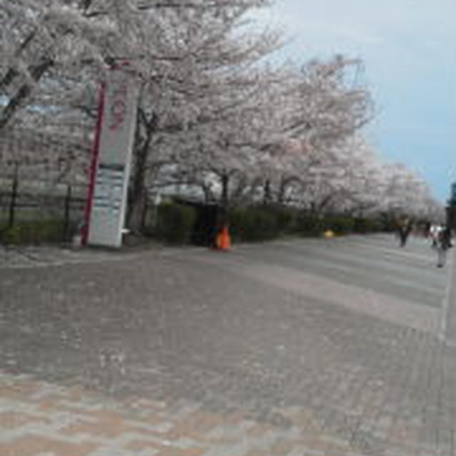 桜が咲いている間に・・・　たらこの桜和えともう１品