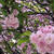 遠足の下見（遅咲きの桜）