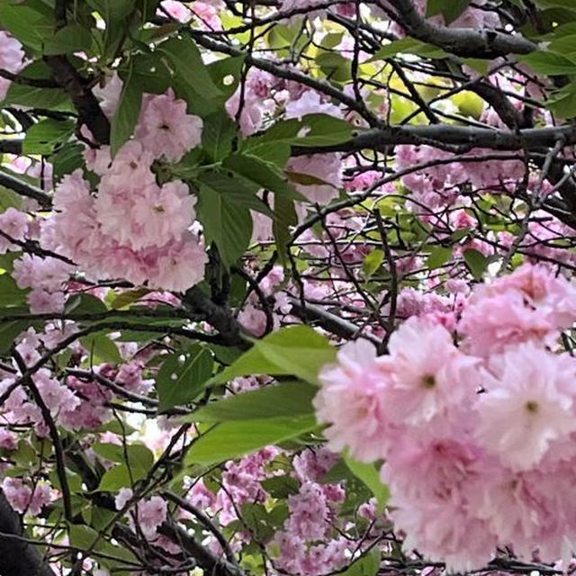 遠足の下見（遅咲きの桜）