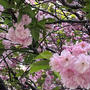 遠足の下見（遅咲きの桜）