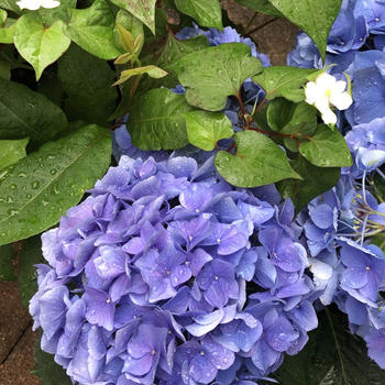 紫陽花＊歌行灯