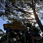 アメリカの公園、Palo Altoのマジカルブリッジが凄かった！