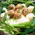 じゃが豚白菜鍋