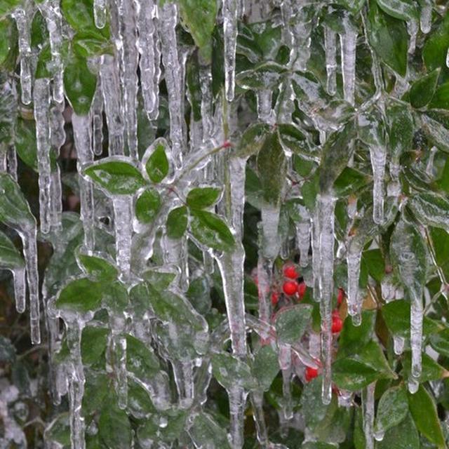 わっ！テキサスが冷凍庫に！？最低気温が-18℃の予報