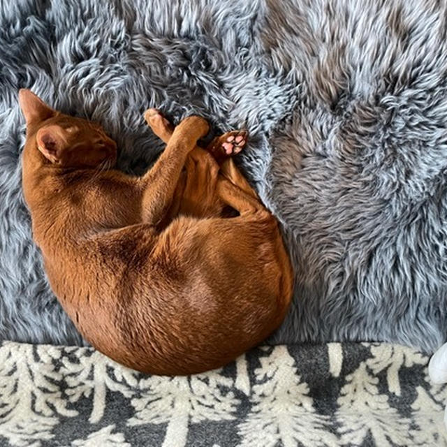 フワフワの上で眠る茶ピカリさん