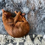 フワフワの上で眠る茶ピカリさん