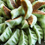 Edamame Pot Stickers枝豆餃子