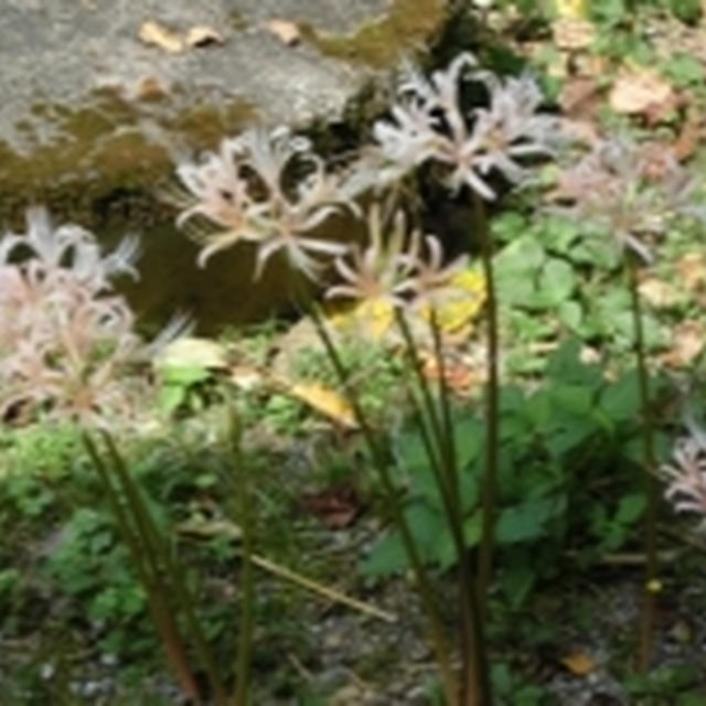 お彼岸