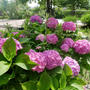 せせらぎ公園遊歩道の紫陽花#最近撮った写真は
