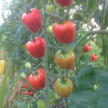 今年のミニトマト　Cherry Tomatoes 