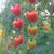 今年のミニトマト　Cherry Tomatoes 