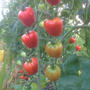 今年のミニトマト　Cherry Tomatoes 