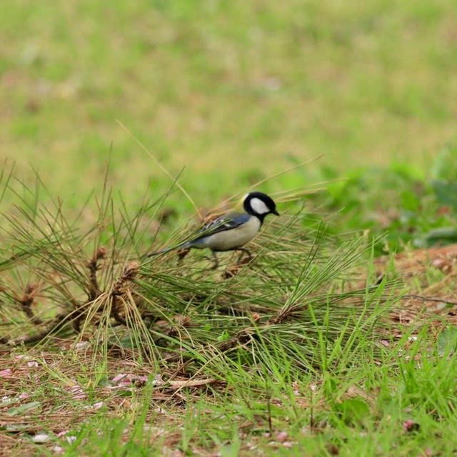 鳥屋野潟公園のシジュウカラがかわいかったです♡