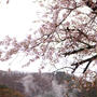樹齢１００年の桜。