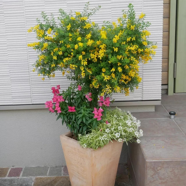 エニシダの花2022