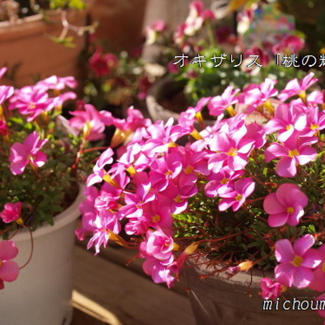 オキザリス 桃の輝き というお花 By Michoumamaさん レシピブログ 料理ブログのレシピ満載
