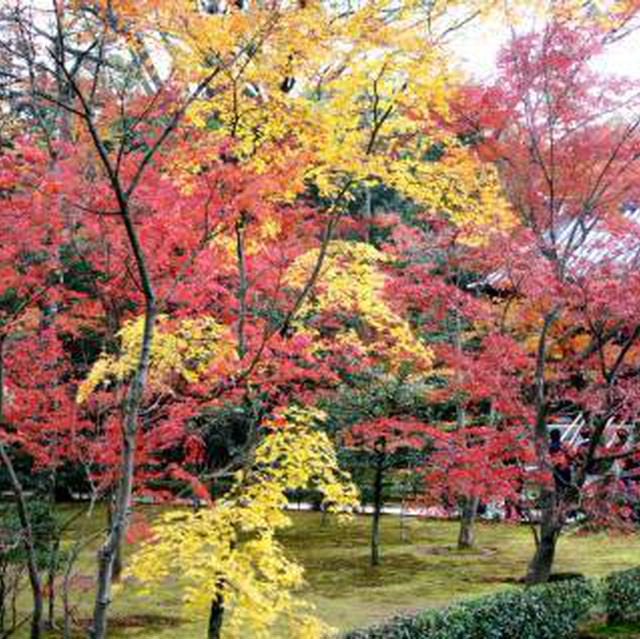 * 京都ではんなり紅葉狩り♪