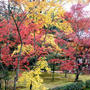 * 京都ではんなり紅葉狩り♪