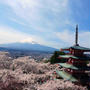 桜満開の新倉富士浅間神社