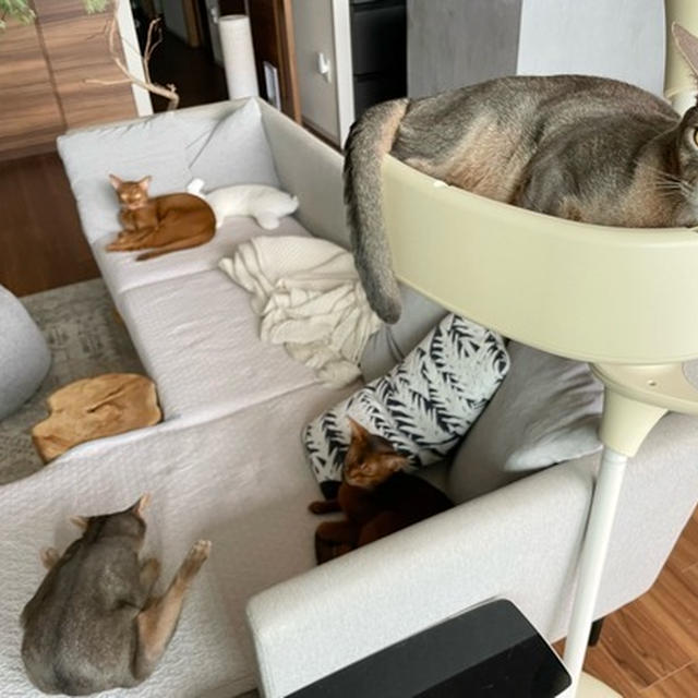 エアコンを使わなかった日、リビングに集まるニャンズ＆わが家の猫グッズなど