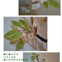 ～４月のTOP・桜、さくら～