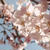 新発田市桜公園の桜２０１４