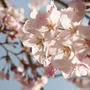 新発田市桜公園の桜２０１４