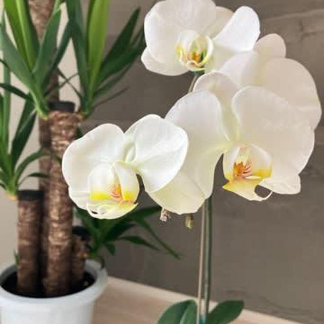 胡蝶蘭♡幸せが飛んで来る♡